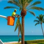 Palm Tree Trimming & Care Best Practices In Palm Beach.jpg