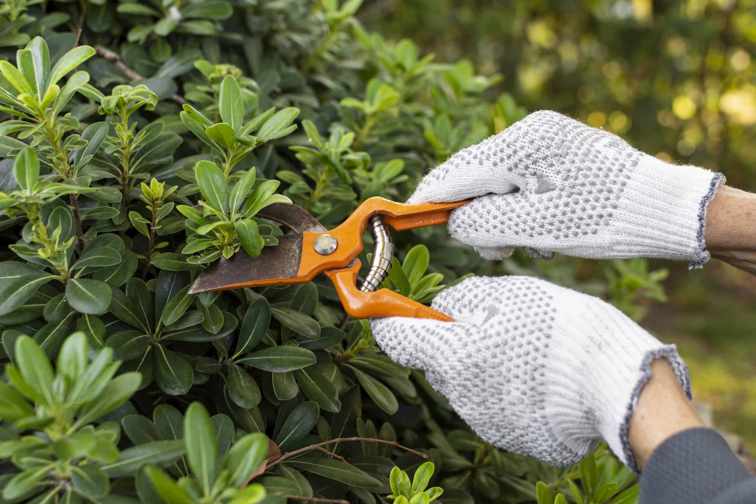 Professional commercial shrub pruning and hedge maintenance in Palm Beach County by Next Level Landscaping.