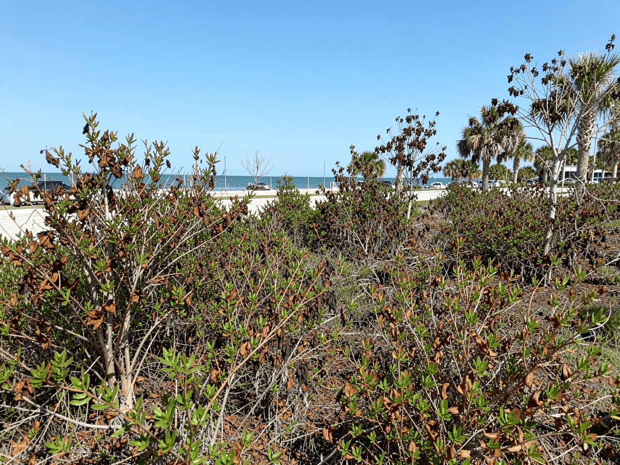 Coastal South Florida commercial landscape with shrubs and small trees showing brown, salt-scorched leaf edges and one-sided damage facing the ocean, alongside healthy salt-tolerant plants near a modern coastal office building.