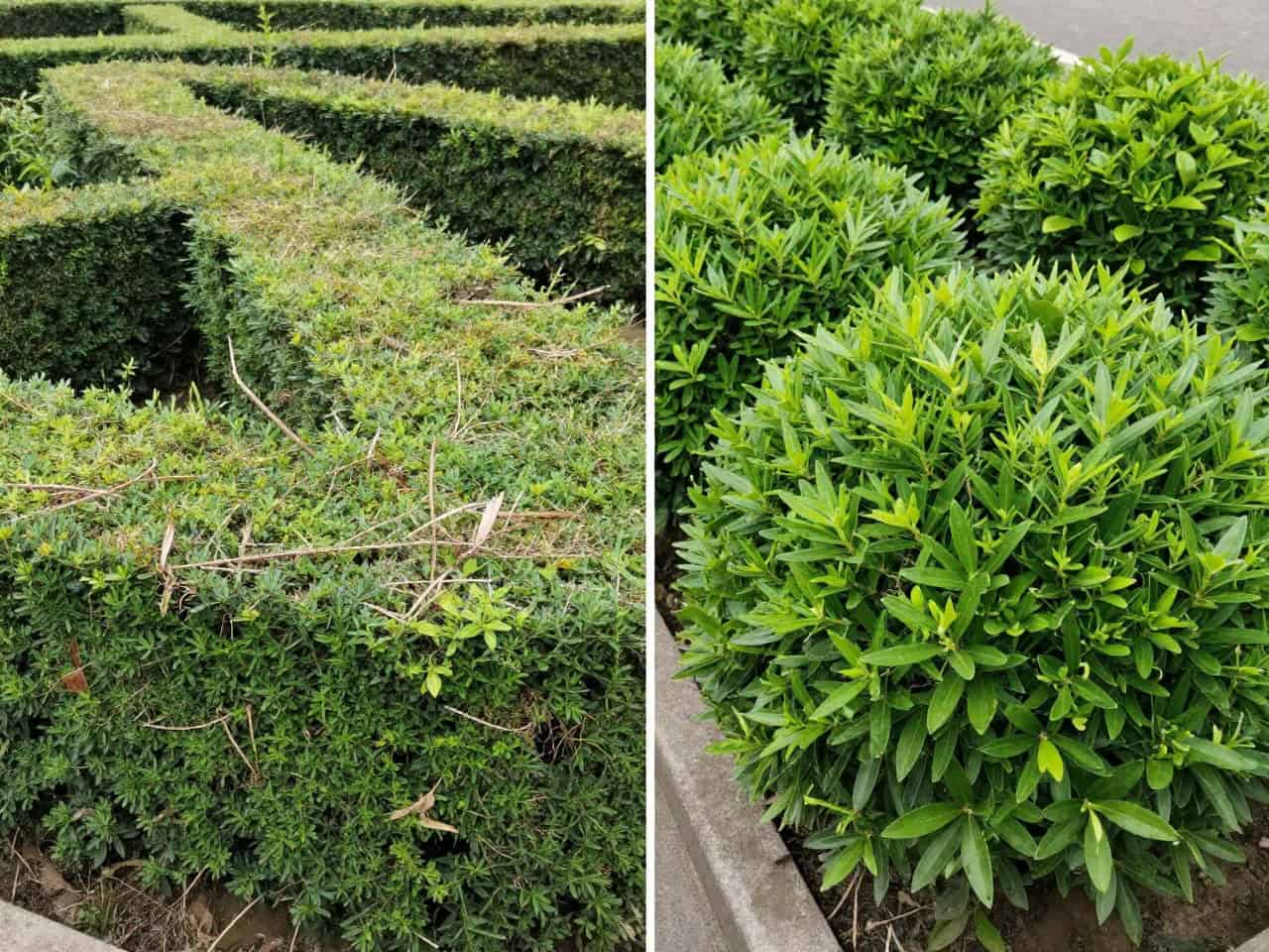 Landscape maintenance professional pruning dense tropical shrubs and small tree branches to improve air circulation and reduce fungal leaf spot disease in a South Florida commercial property.