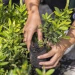 Commercial landscaping Palm Beach County featuring South Florida native palms and drought-tolerant gardens