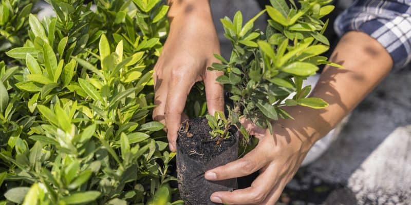 Commercial landscaping Palm Beach County featuring South Florida native palms and drought-tolerant gardens